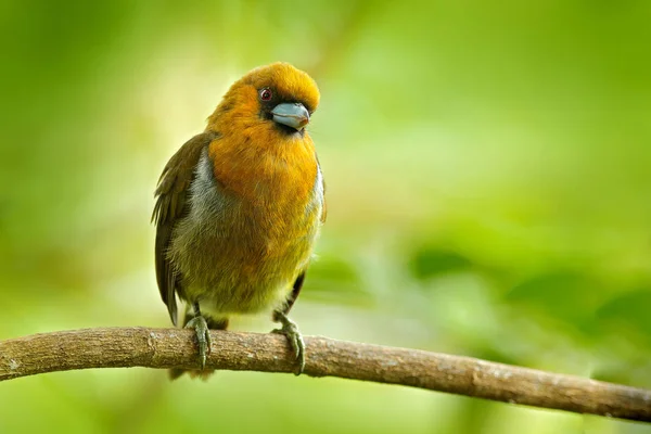 Prong-billed barbet in Costa Rica — Stock Photo, Image