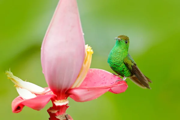 Colibri près de belle fleur rose — Photo