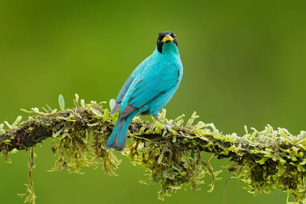 Tanager del bosque tropical — Foto de Stock