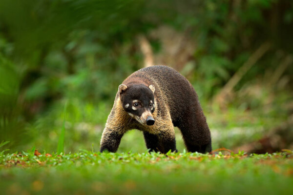 Raccoon with long tail