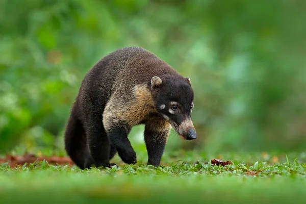 Rakun dengan ekor panjang — Stok Foto