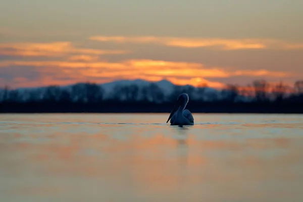 Pelikan bei schönem Sonnenaufgang — Stockfoto