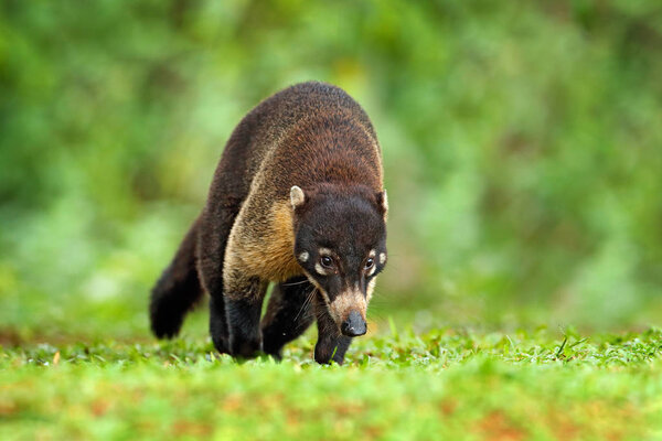 Raccoon with long tail