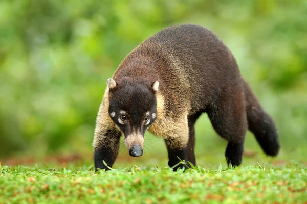 Waschbär mit langem Schwanz — Stockfoto