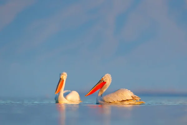 Dalmatian pelicans in Lake Kerkini — Stock Photo, Image