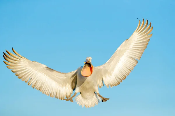 Kroeskoppelikaan tegen blauwe hemel — Stockfoto