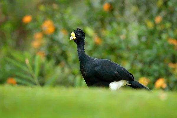 Curassow γυμνό-που αντιμετωπίζουν στη φύση βιότοπος — Φωτογραφία Αρχείου