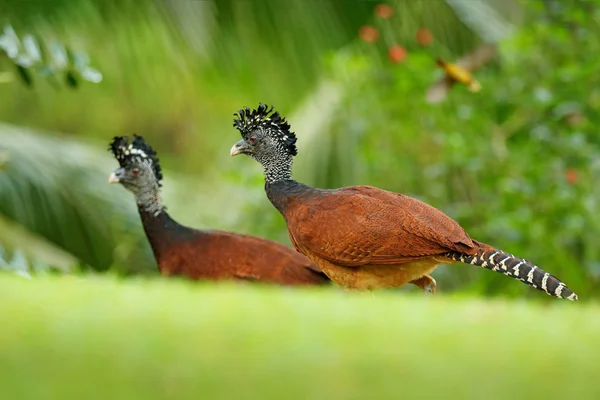 Bare-faced Curassows in nature habitat — Stock Photo, Image