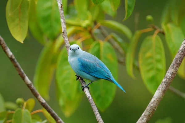 Μπλε-γκρι tanager σε κλάδο — Φωτογραφία Αρχείου