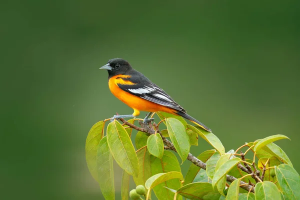 Baltimore Oriole zittend op groene tak — Stockfoto