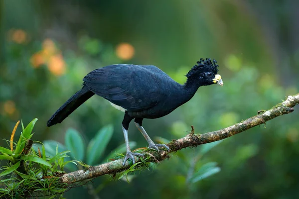 Curassow dalla faccia nuda nell'habitat naturale — Foto Stock