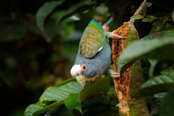 Retrato de loro de capa blanca — Foto de Stock