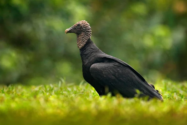 Stygg svart fugl Svart Gribb – stockfoto