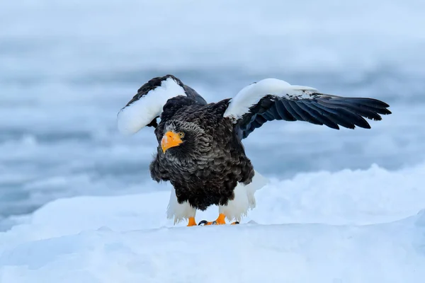 Vogel mit Fisch auf weißem Schnee — Stockfoto