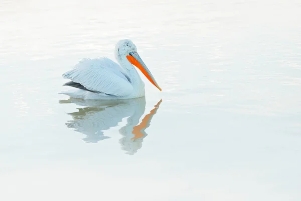 Пеликан с рыбой в спокойной воде — стоковое фото