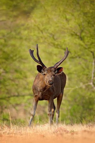 Cervo di Sambar nella foresta secca — Foto Stock