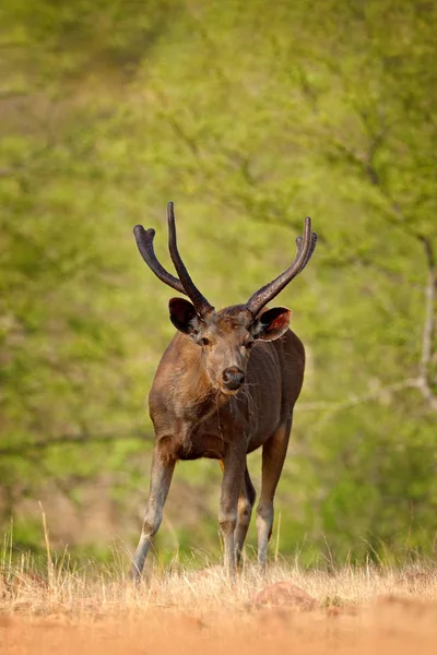 Cerf de Sambar en forêt sèche — Photo