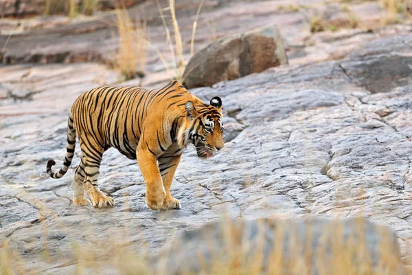 Indischer Tiger im natürlichen Lebensraum — Stockfoto