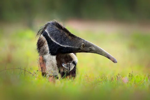 Anteater, binatang lucu dari Brazil — Stok Foto