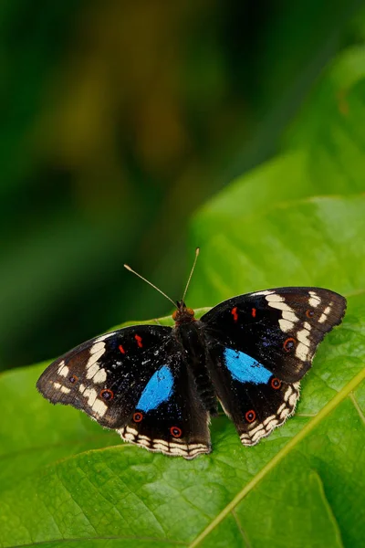 Όμορφη πεταλούδα πανσές μπλε — Φωτογραφία Αρχείου