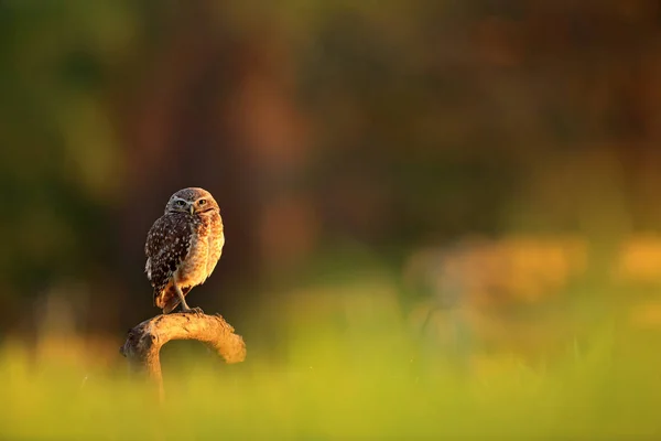 Burrowing Owl in nature habitat — Stock Photo, Image