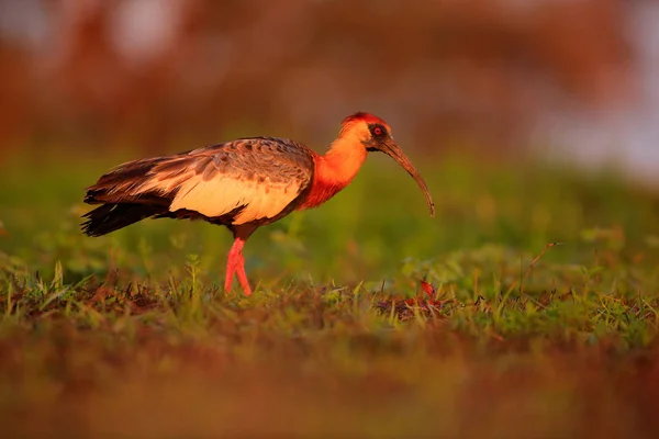 Buff Rondbodemkolf Ibis in natuur habitat — Stockfoto