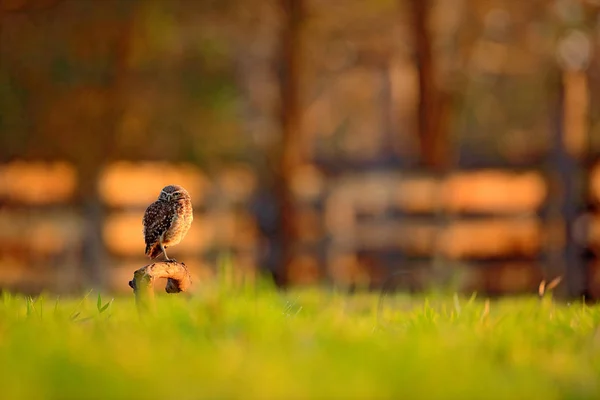 Burrowing Owl in nature habitat — Stock Photo, Image