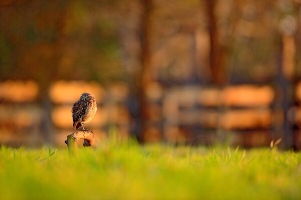 Burrowing Owl in nature habitat