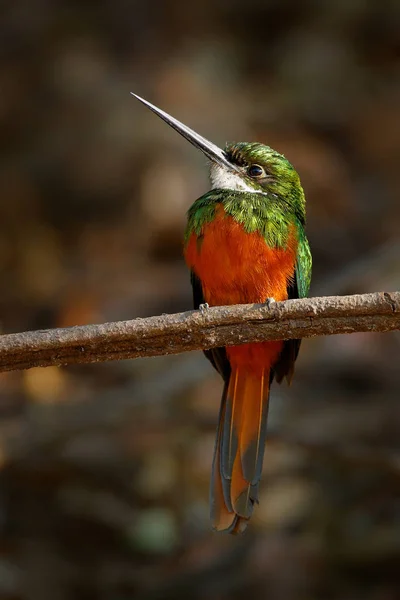 Rufous-tailed Jacamar siedzi na gałęzi — Zdjęcie stockowe