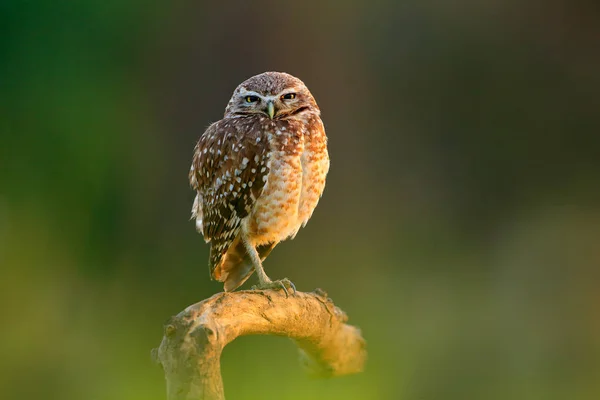 Brasil pequena coruja em habitat natural — Fotografia de Stock