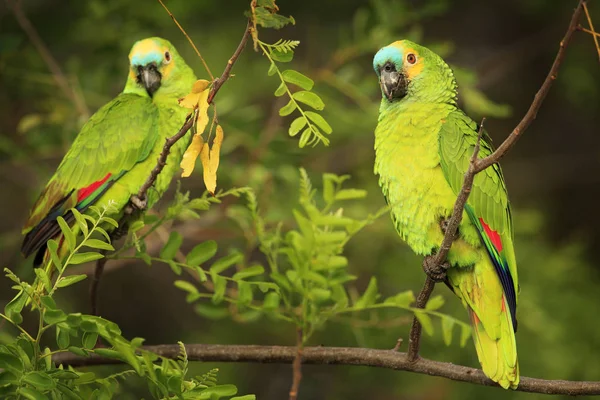 Two Parrots in tropic nature habitat — Stock Photo, Image