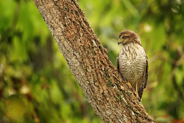 Roadside hawk on tree — Stock Photo, Image