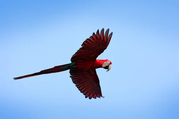 Grande pappagallo rosso in mosca — Foto Stock