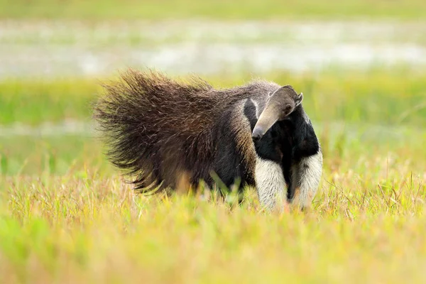 Anteater, söpö eläin Brasiliasta — kuvapankkivalokuva