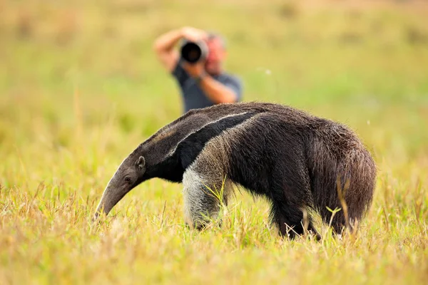 Anteater, χαριτωμένο ζώο από τη Βραζιλία — Φωτογραφία Αρχείου