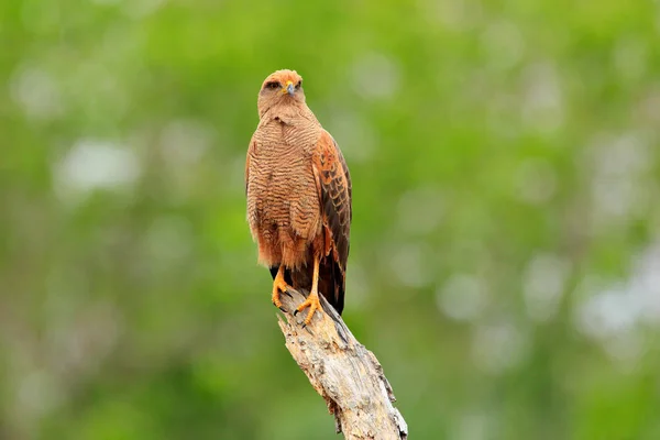 Hawk v zeleném lese — Stock fotografie