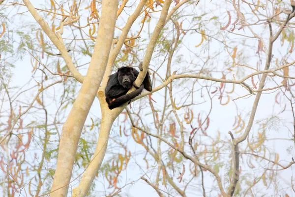 Black monkey sitting in forest