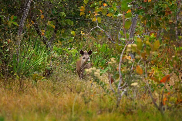 Tapir w siedlisku natura — Zdjęcie stockowe
