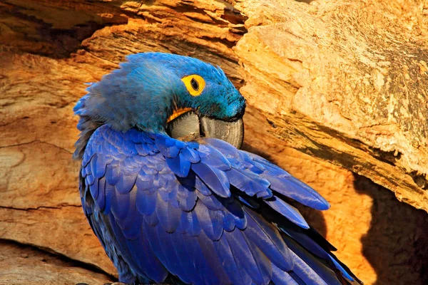 Retrato de arara azul — Fotografia de Stock