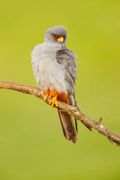 Red-footed Falcon sitting on branch — Stock Photo, Image