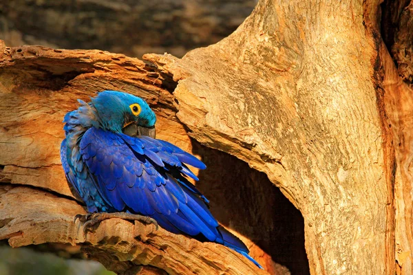 Hyacinth Macaw i trädet boet hålighet — Stockfoto