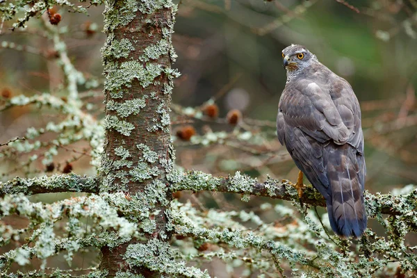 Goshawk sentado en la rama — Foto de Stock