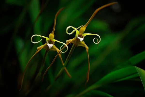 Fiori di orchidea d'arancio selvatico — Foto Stock