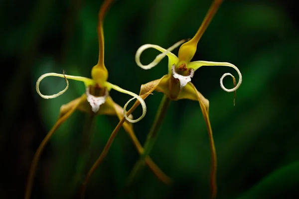 Fiori di orchidea d'arancio selvatico — Foto Stock