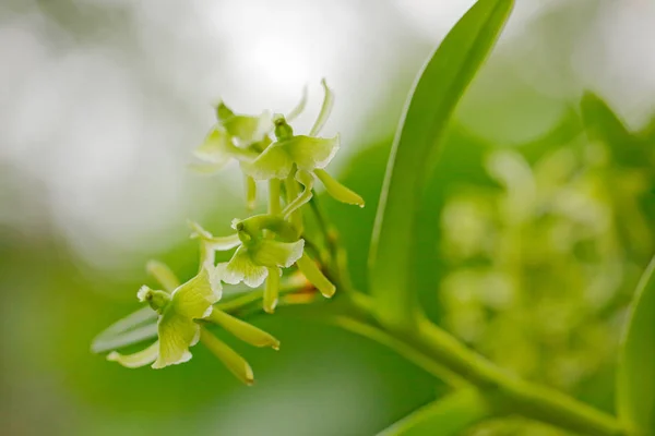 Divoké zelené obratník orchidej květina — Stock fotografie