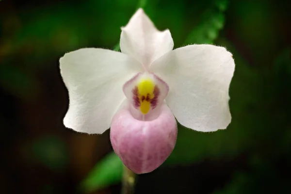 Vietnam wild orchid — Stock Fotó