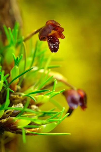 Flor vermelha escura no habitat da natureza — Fotografia de Stock