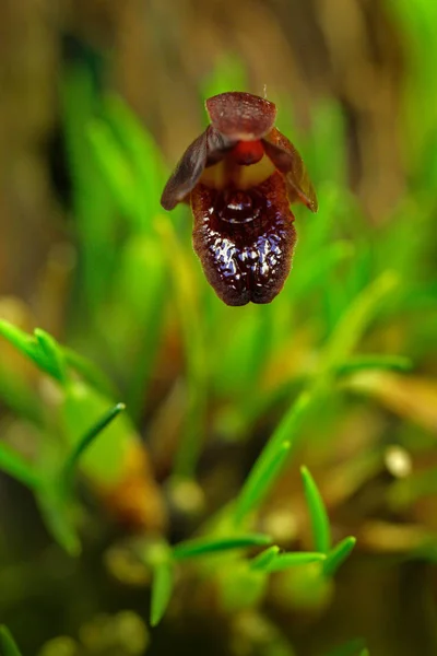 Dunkelrote Blume im natürlichen Lebensraum — Stockfoto
