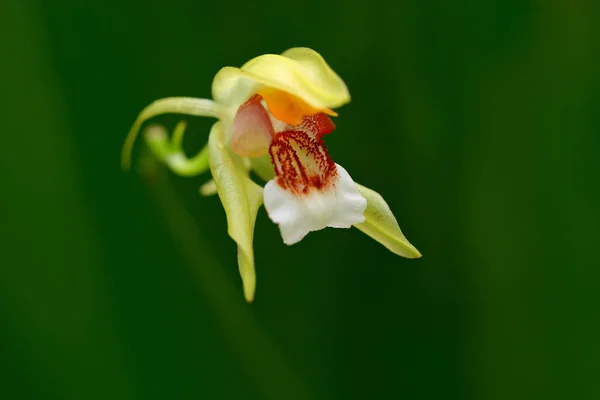 Dziki tropic Biała orchidea kwiat — Zdjęcie stockowe