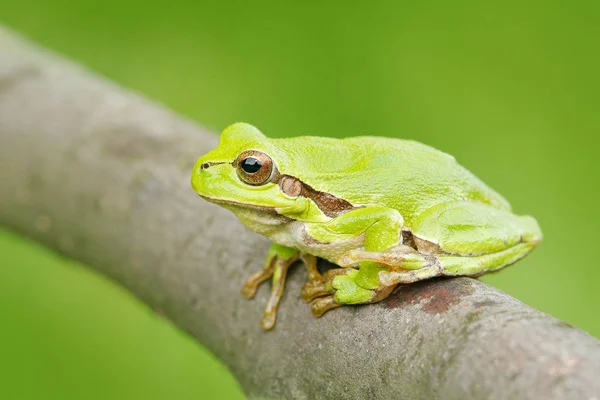 European tree frog — Stock Photo, Image